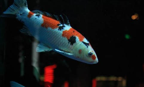 適合新手養的小型觀賞魚大全
