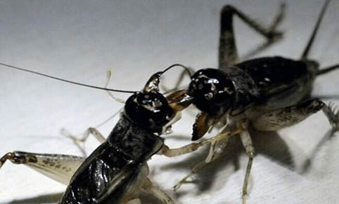 蛐蛐和蟋蟀是一樣的嗎