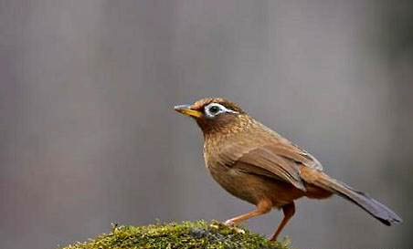 齊毛畫眉鳥養多久上性