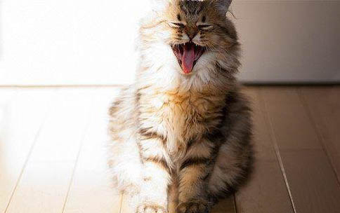 老年貓飲食上的注意事項