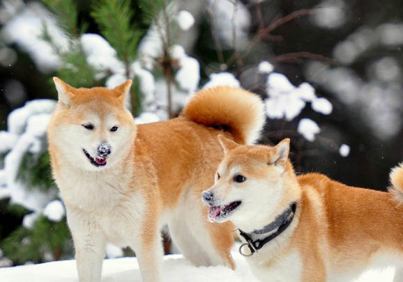 怎么挑選柴犬