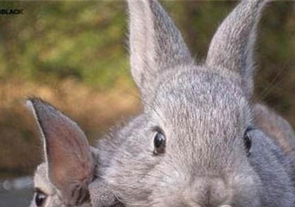 金吉拉呼吸很重，應(yīng)該怎么處理？