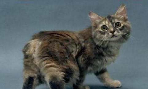 馬恩島貓嘔吐的原因及處理方法