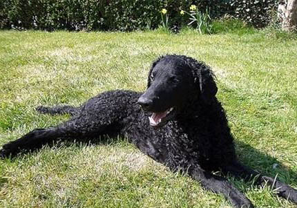 卷毛比熊犬怎么訓練