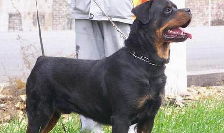 羅威納犬 訓練方法