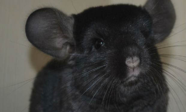 龍貓產后多久可以合籠?