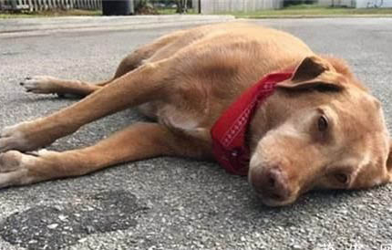 棉花面紗犬哪里有賣
