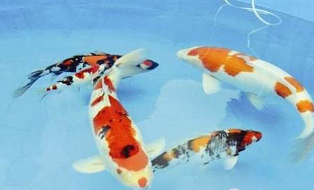 錦鯉為什么咬魚