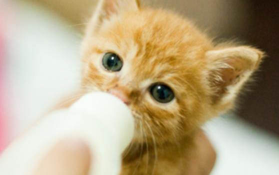 新買的小貓怎么預防貓瘟