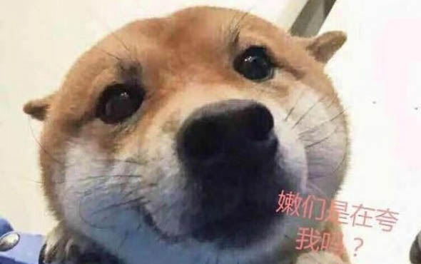 為什么狗抓老鼠卻不吃