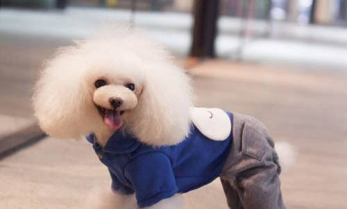 貴賓犬壽命死前癥狀