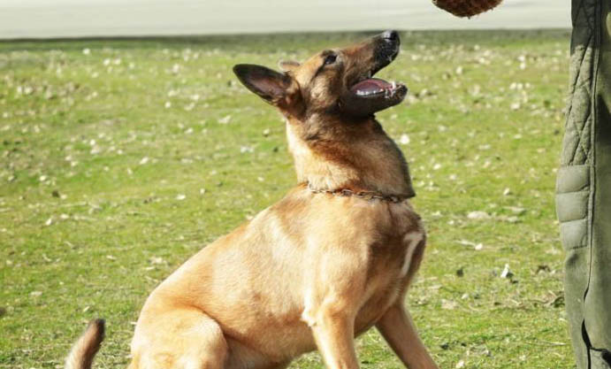 那里有馬犬出售
