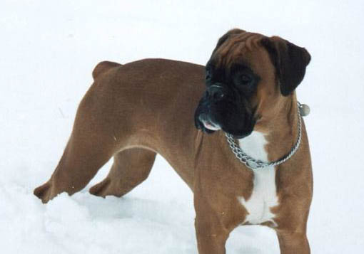 拳師犬太瘦原因