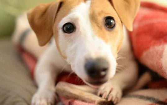 冰島牧羊犬拉稀應(yīng)該怎么做