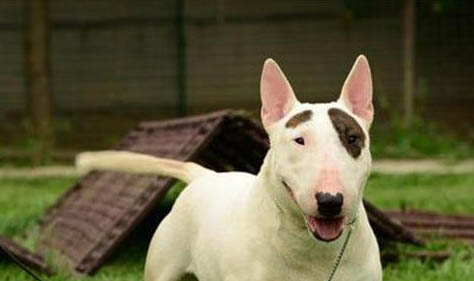 迷你牛頭梗飼養(yǎng)方法