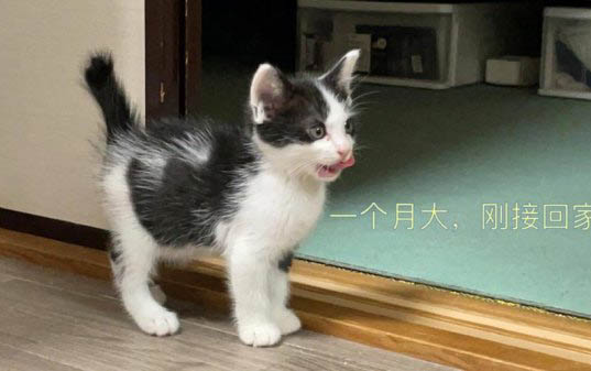 2個月的小貓有貓癬怎么辦？