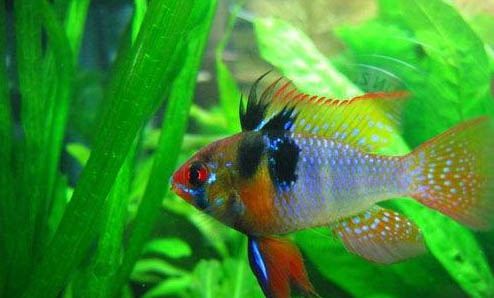 熱帶魚哪種好養