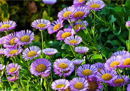 荷蘭毛獅犬突然不愛吃東西的原因是什么
