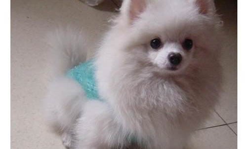 博美犬配種后幾天能看出是否懷孕
