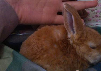 家兔怎么養(yǎng)