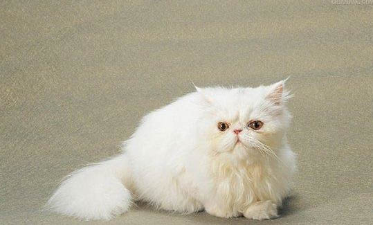 如何區(qū)分波斯貓和加菲貓