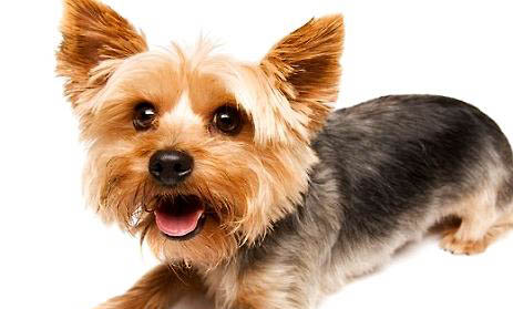 約克夏真正認主人的表現