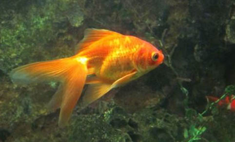 六角龍魚怎么養水深度