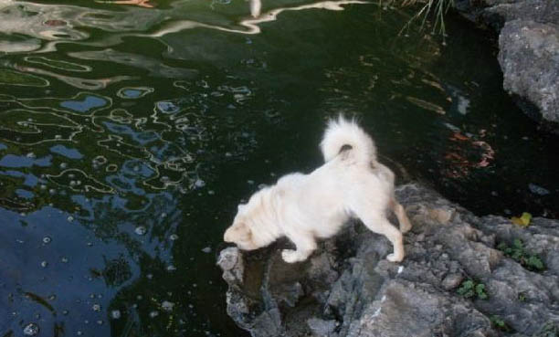 狗狗后腿突然瘸了還抖