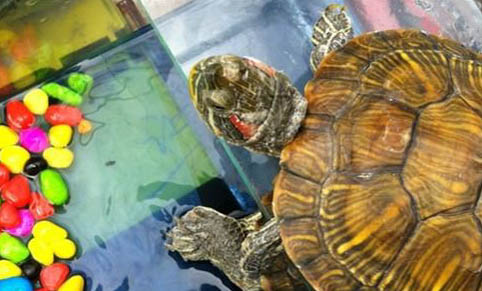 水龜可以一直在水里養嗎?