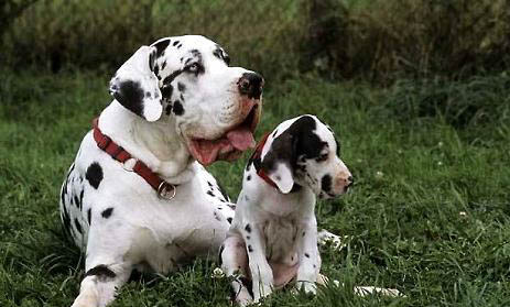 大丹犬真菌感染的原因及處理方法