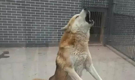 狗狗冠狀病毒好后應該注意什么
