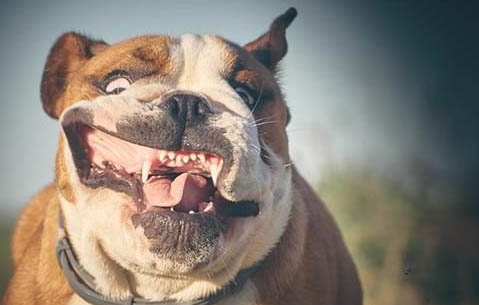 惡霸犬可以順產嗎？
