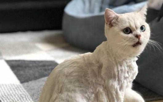 小貓拉肚子的原因及處理方法