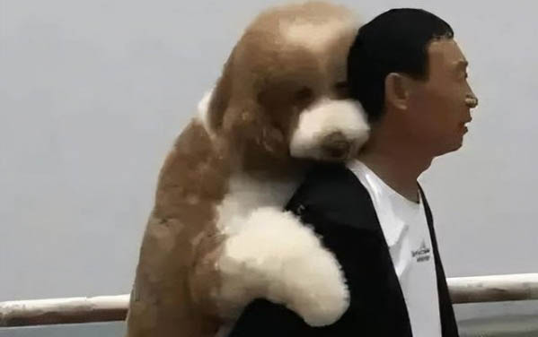 小狗中毒抽搐站不起來怎么辦