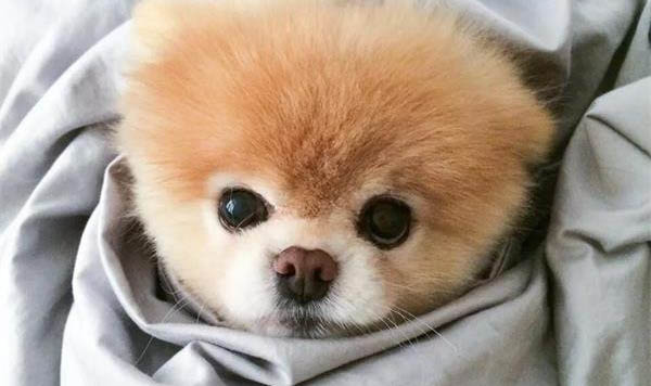 狗狗腸炎會(huì)吐血么