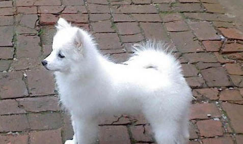 銀狐犬和薩摩耶的區別有哪些?