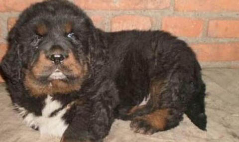 藏獒認(rèn)主人的表現(xiàn)