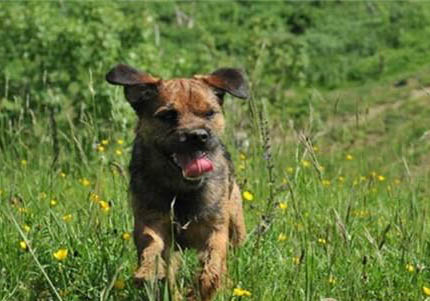 邊境牧羊犬的壽命一般是多久