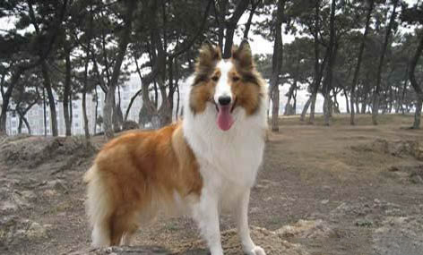蘇格蘭牧羊犬可以吃龍眼嗎