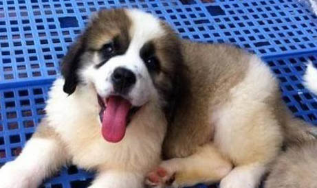 圣伯納犬幼犬多少錢一只