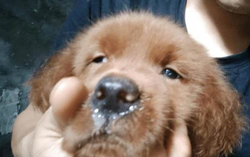 狗狗為什么幾天都吐黃色液體呢