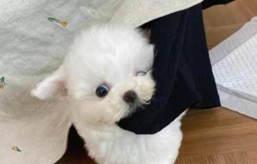 小狗可以吃面包嗎？