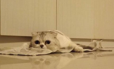 折耳貓猝死會有哪些原因