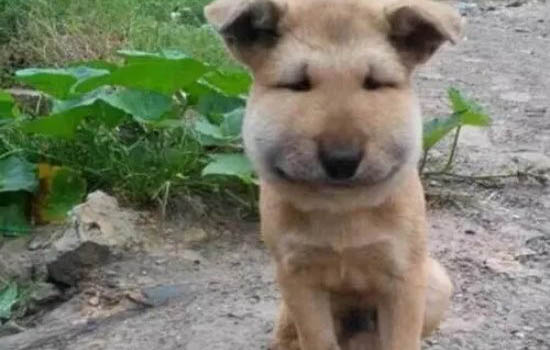 狗狗拉血了還有救嗎