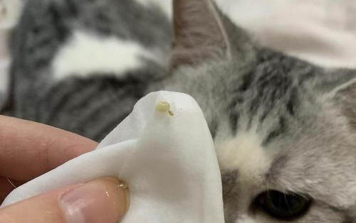 小貓弓背在人身邊蹭的原因