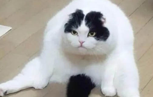 怎樣教貓咪踩奶