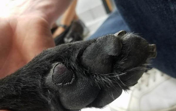 小狗體外驅蟲用什么好