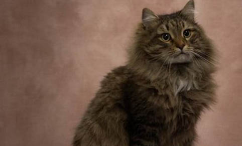 西伯利亞貓好養(yǎng)嗎