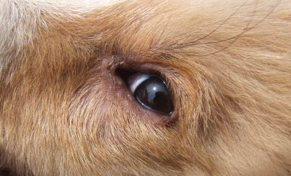 狗狗是否健康的判斷方法