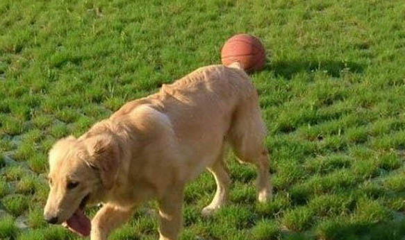 大型犬都有哪些？